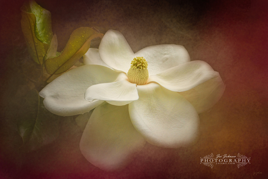 Magnolia in Bloom 2