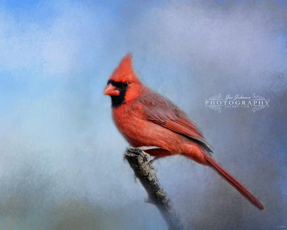 Cardinal At First Frost