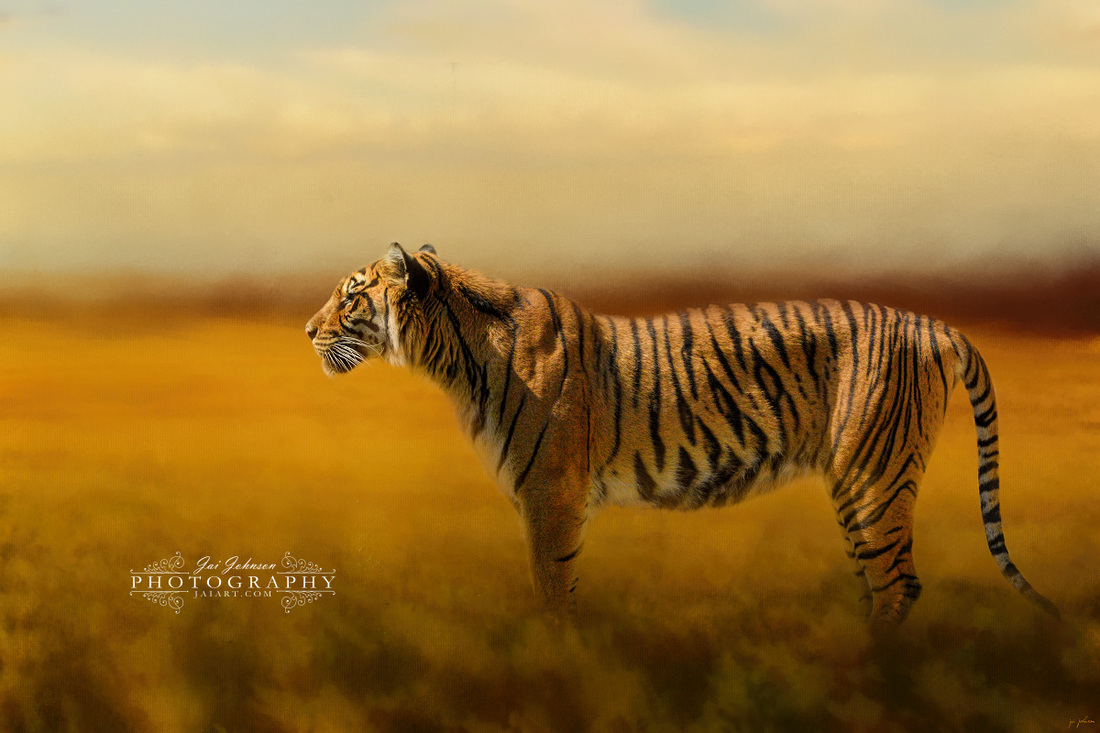 Tiger In The Golden Field