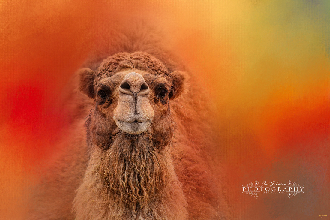 Camel Art