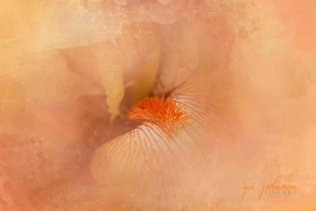 Birth of the Peach Iris Flower Art