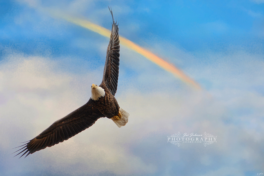 When My Wings Touch The Rainbow - Bald Eagle art