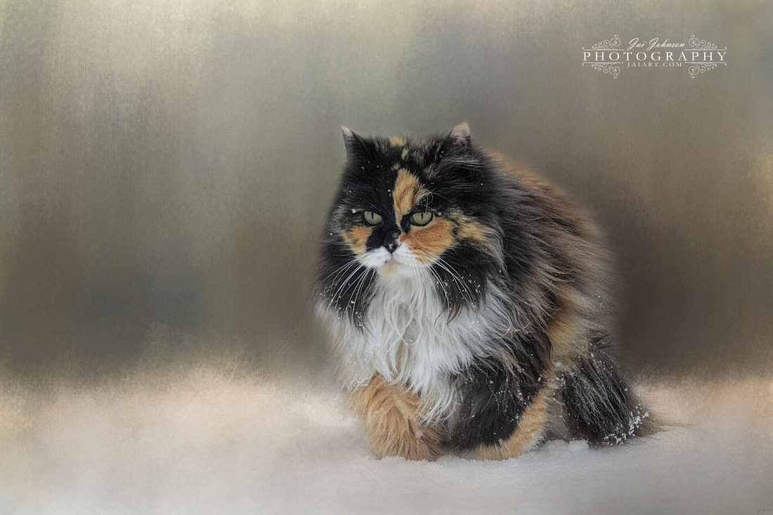 Winter Journey - Cat Art