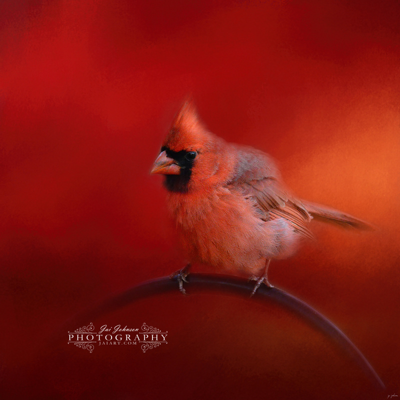 Radiant Red Bird