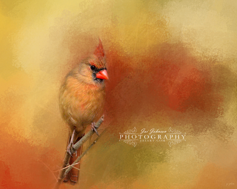 Backyard Jewel - Female Cardinal Art