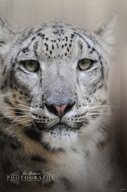 The Stare Of The Snow Leopard