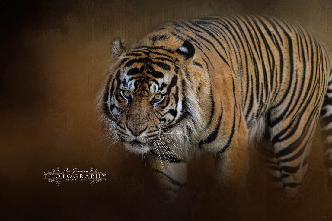 Bengal Stare - Tiger