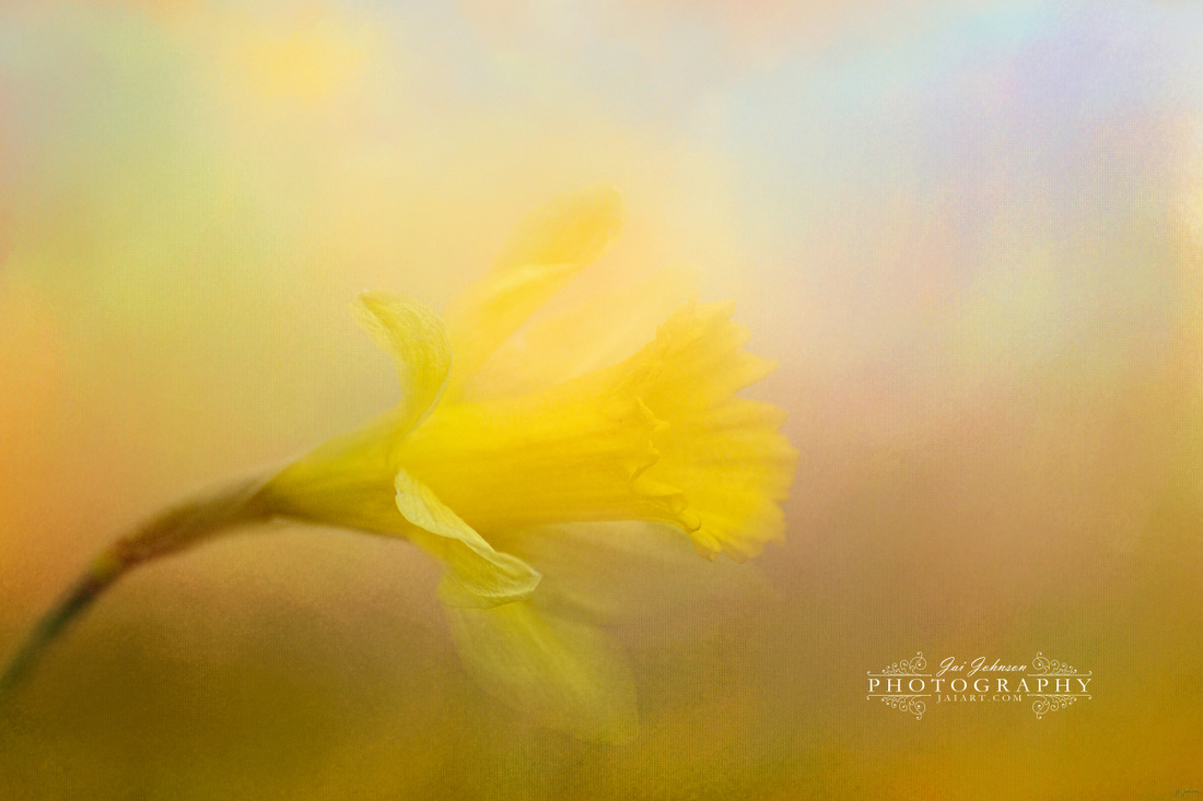 First Spring Bloom Daffodil Art