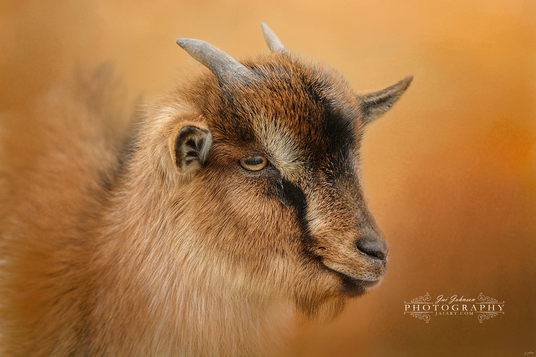 Portrait Of A Nubian Dwarf Goat